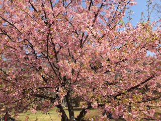代々木公園の早咲きの桜