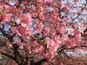 代々木公園の早咲き桜