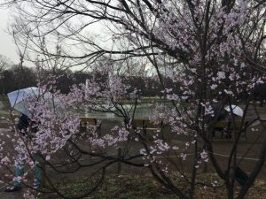 代々木公園の早咲き桜