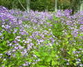 今日の新宿中央公園 青い花が綺麗