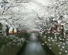 目黒川の桜の名所 2008年