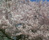 東京の桜は満開に近い状態 2008年