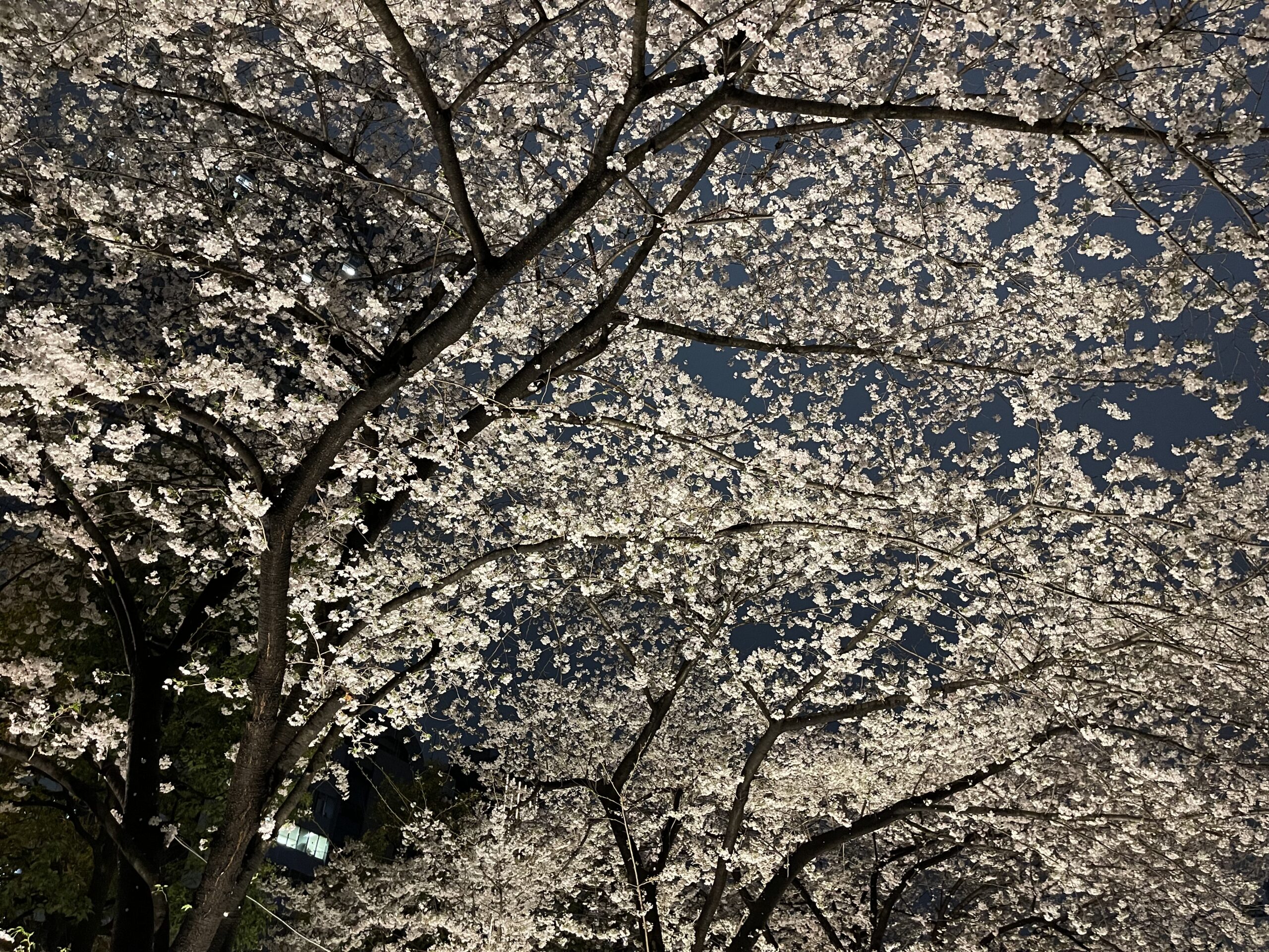 文化学園前の桜 誕生就職トリプル祝ホームパーティー 世田谷区, 東京都