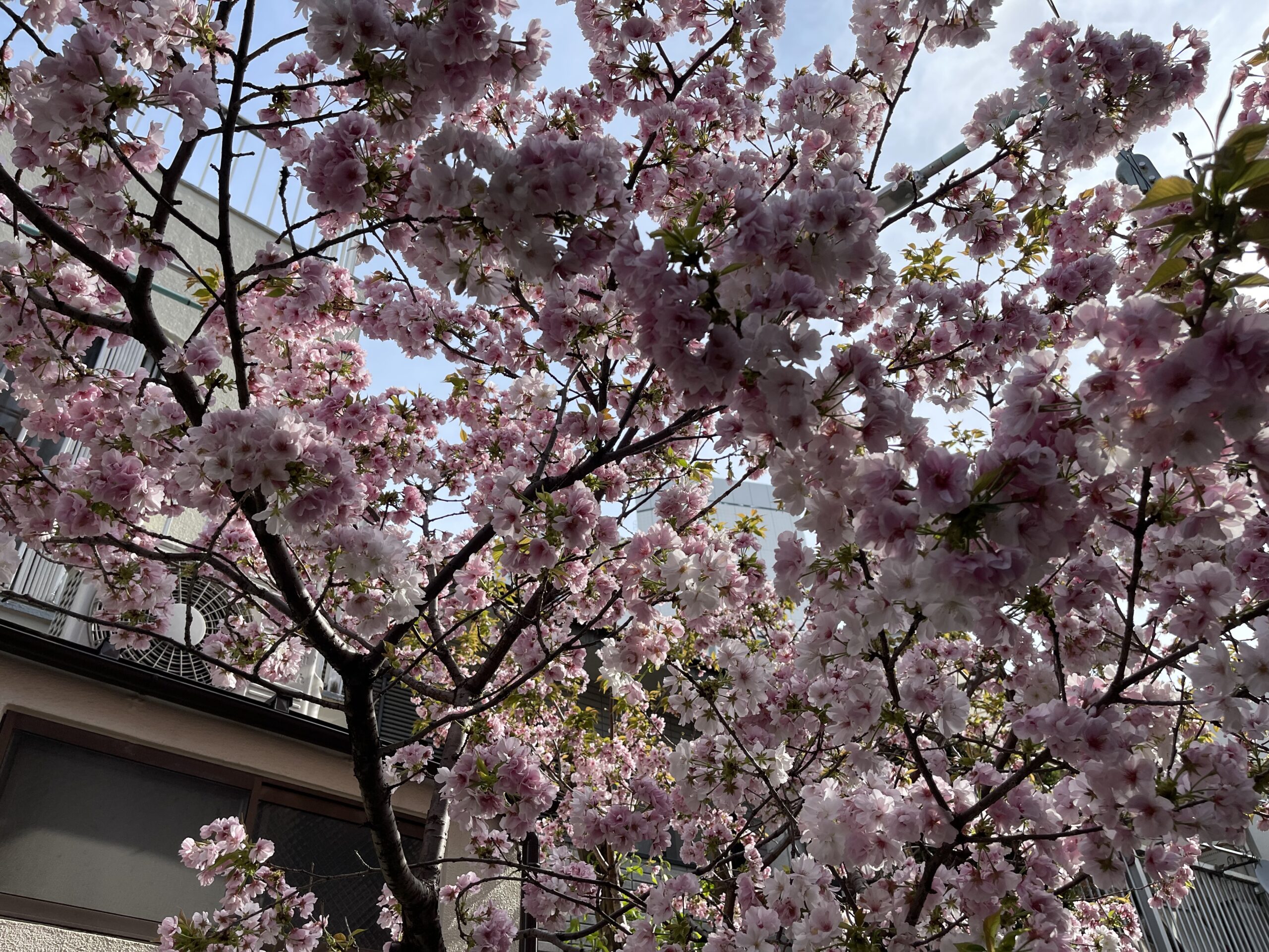行く途中に撮影した桜 クラレンスインターナショナルスプリングスクールでマジックショー 南青山, 港区